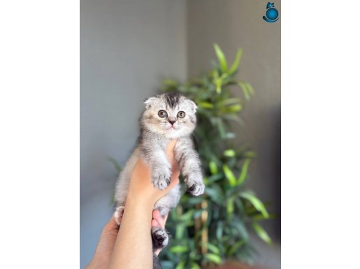 SEVİMLİ KARDEŞLER SCOTTISH FOLD YAVRULAR 