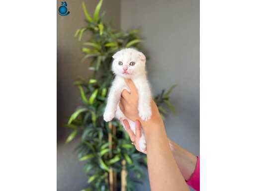 BEYAZ SCOTTISH FOLD YAVRULARIM