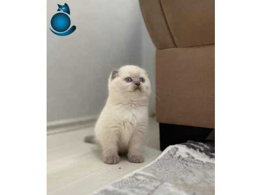 BURSANIN EN SEÇKİN KEDİLERİ SCOTTISH FOLD BLUE POİNT 