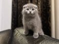 SCOTTISH FOLD GRİ YAVRULARIM