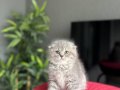 AYI SURAT SCOTTISH FOLD YAVRULARIMIZ