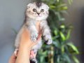 SEVİMLİ KARDEŞLER SCOTTISH FOLD YAVRULAR 