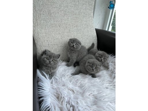 Şhow kalite Scottish fold