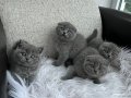 Şhow kalite Scottish fold