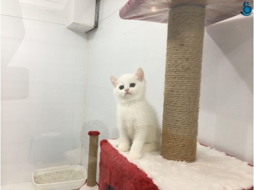 beyaz british shorthair yavruları