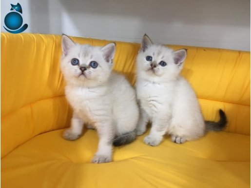 lynx british shorthair yavruları