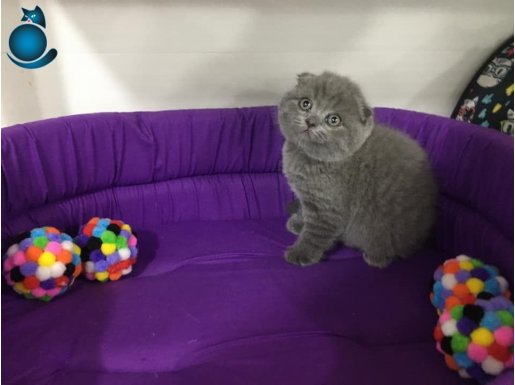 blue scottish fold yavruları