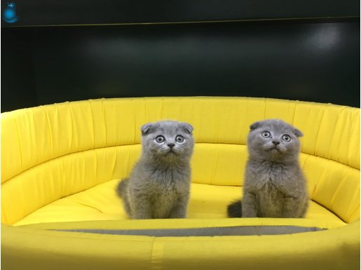 blue scottish fold yavrularımız