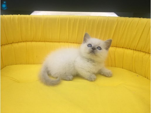 blue poınt british shorthair yavrumuz