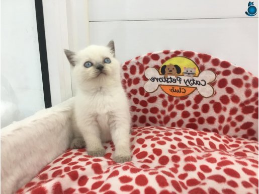 blue poınt british shorthair yavrumuz