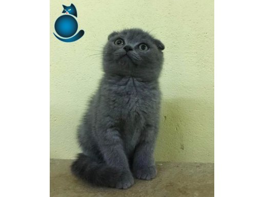 blue scottish fold yavrumuz