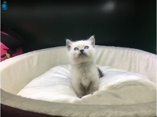 blue poınt british shorthair yavrularımız