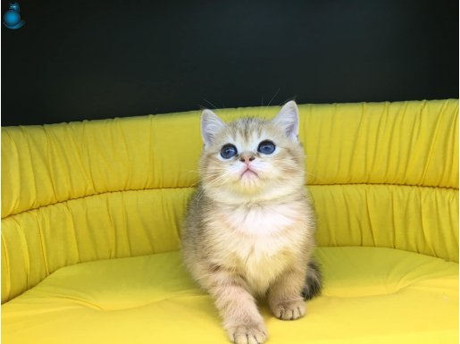 golden british shorthair yavrumuz