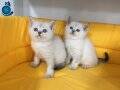 lynx british shorthair yavruları