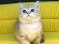 golden british shorthair yavrumuz