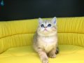 golden british shorthair yavrumuz