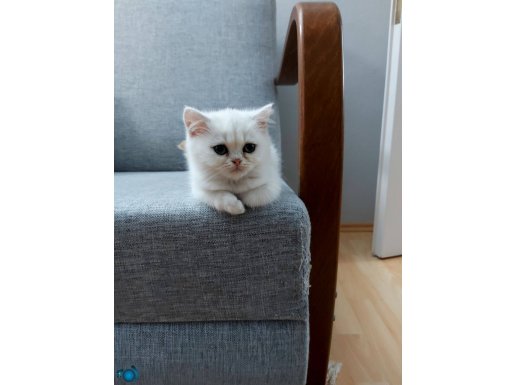 British Shorthair Silver Erkek