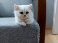 British Shorthair Silver Erkek