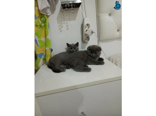 British shorthair blue izmir