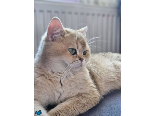 Golden british shorthair disi 