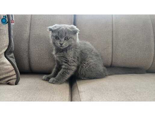 Disi blue scottish fold kızımız