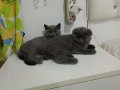 British shorthair blue izmir