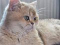 Golden british shorthair disi 