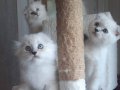 Scottish fold muhteşem bebeklerimiz 