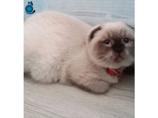 1 yaşında top kafa scottish fold disi