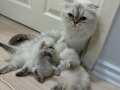 Scottish Fold Silver Point Anne ve Üç Yavrusu ile Birlikte 