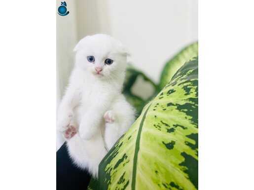 Kar beyazı Scottish fold dişi odd eyes 