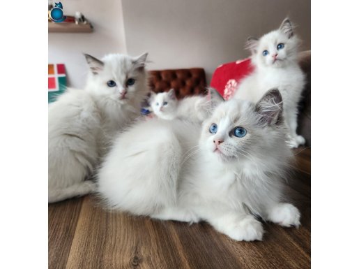 MUHTEŞEM GÜZELLİKTE FULL ŞECERELİ RAGDOLL YAVRULAR