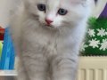 KEDİLİBABA' DAN ŞECERELİ AŞILI SOSYAL YAVRULAR