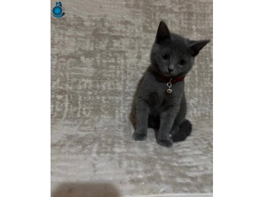 Show Kalite British Shorthair Yavrumuz…