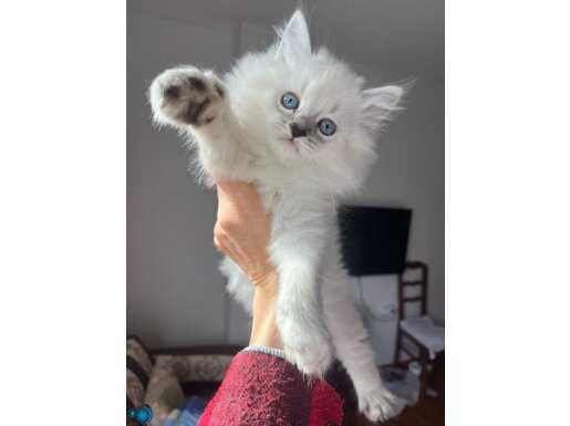 British Longhair kendi kedimizin yavruları 