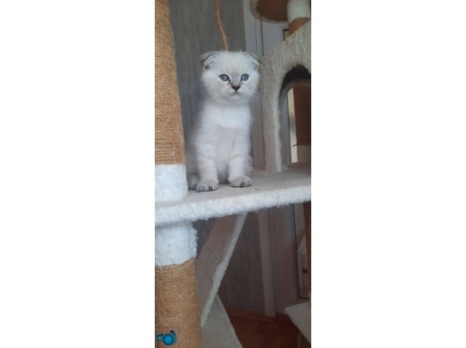 Scottish fold muhteşem bebeklerimiz 