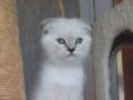 Scottish fold muhteşem bebeklerimiz 