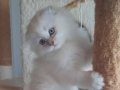 Scottish fold bebeklerim