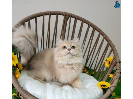 SHOW KALİTE SAFKAN BRITISH LONGHAIR LİLAC GOLDEN YAVRULAR