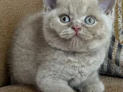 Satılık Yavru Kedi Fiyatları | KEDiPET.COM
