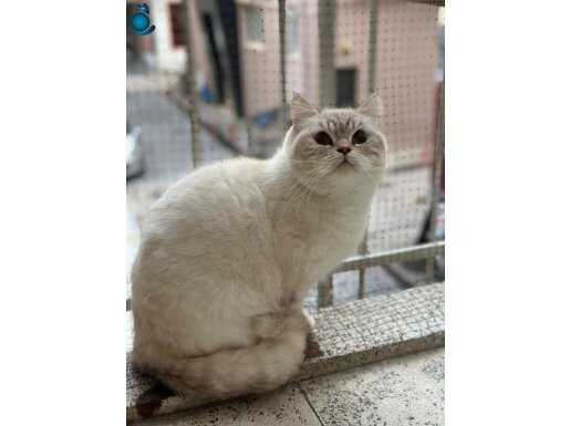 3 tane dişi yetişkin british shorthair