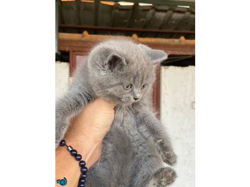 British shorthair yavru