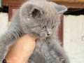 British shorthair yavru