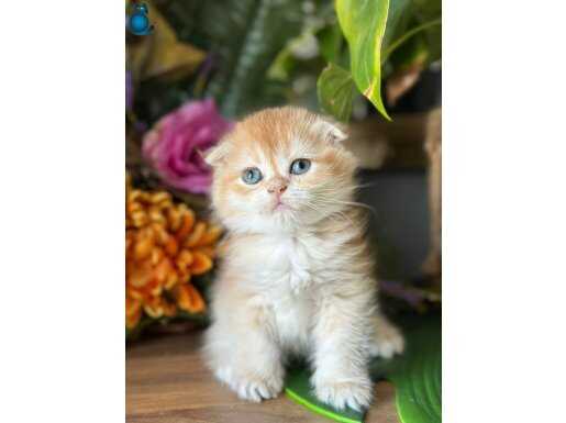 Scottish fold erkek ny 12 renk kodu 