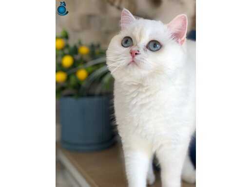 aaa British shorthair golden point ny 33