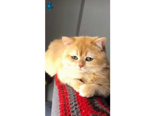 Scrli British shorthair golden ny 12 renk kodu 