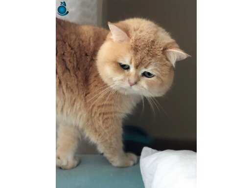 2,5 yaşında safkan British shorthair scrli