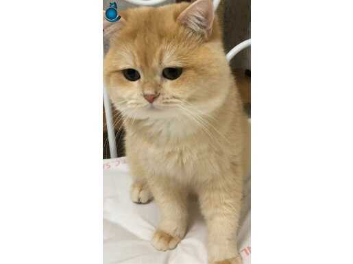 Scrli British shorthair golden ny 12. Renk kodu erkek 