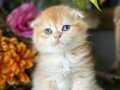 Scottish fold erkek ny 12 renk kodu 