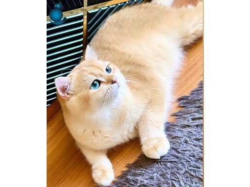 Şecereli British Shorthair Golden ny12 (açıklamayı okuyun) 